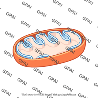 Mitochondrion cross section
