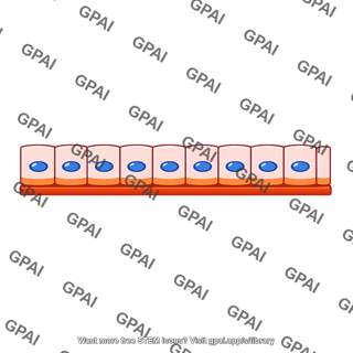 Epithelial sheet