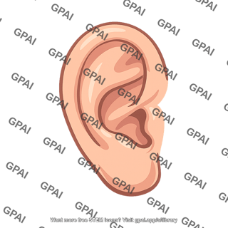 Outer ear