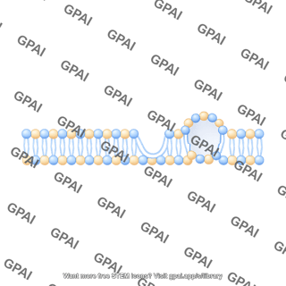 Membrane with vesicle linear stage 4