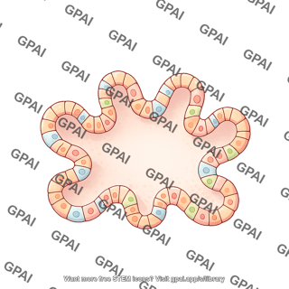 Intestinal organoid