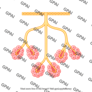 Exocrine gland simple branched alveolar 1