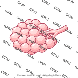Lobule
