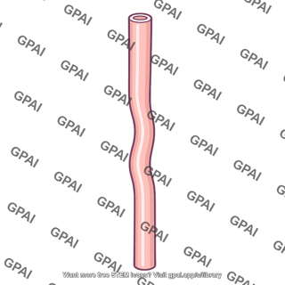Sweat gland duct
