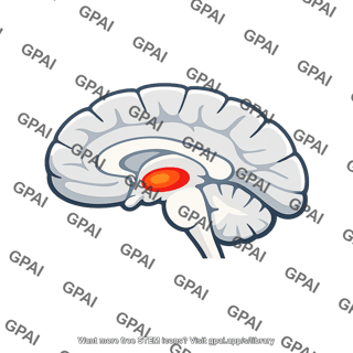 Brain cross section highlighted
