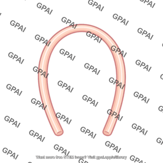 Semicircular duct posterior