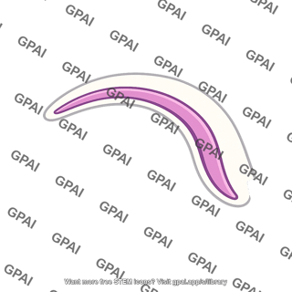 Periventricular nucleus strip