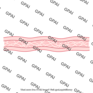 Lung interstitial space