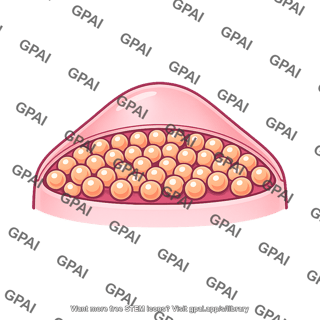 Secretory cell apical end