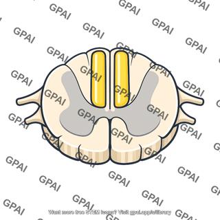 Spinal cord dorsal column pathway