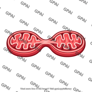 Mitochondrion self replicating