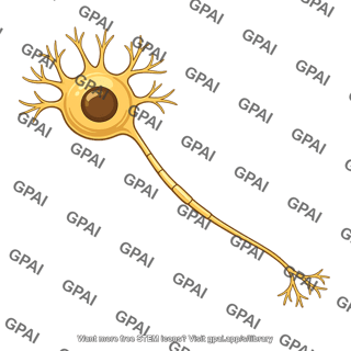 Magnocellular neuron