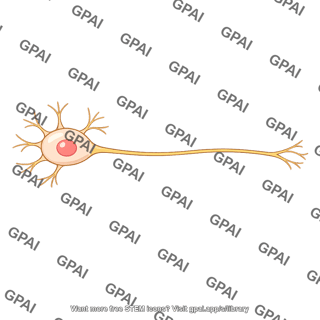 Gamma motor neuron