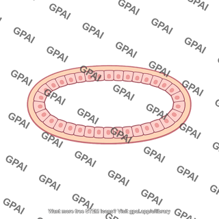 Lumen of salivary duct