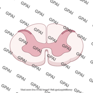 Spinal cord cross section