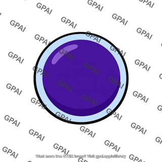 B lymphocyte