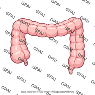 Large intestine