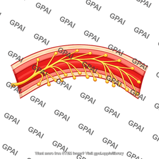 Baroreceptor stretched