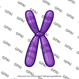 X chromosome