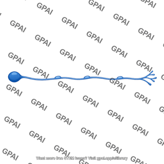 Parasympathetic preganglionic fiber