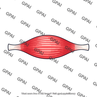 Contracted skeletal muscle
