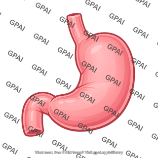 Human stomach