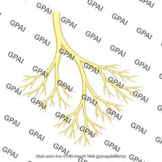 Purkinje bundle branch