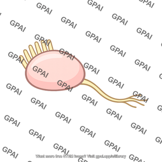 Chemoreceptor cell