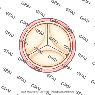 Aortic valve closed