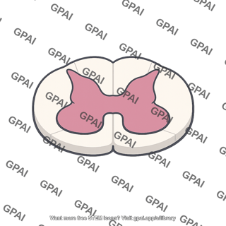 Gray matter of spinal cord