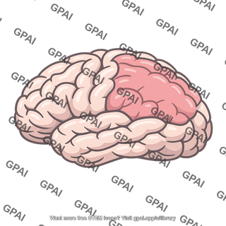 Occipitoparietal cortex