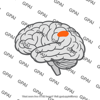 Touch area brain