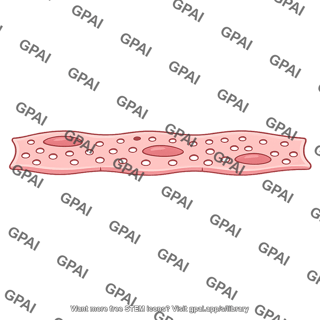 Fenestrated capillary endothelium