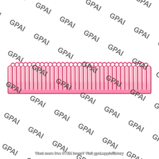 Intestinal cell brush border