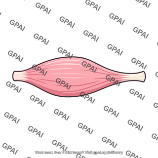 Skeletal muscle