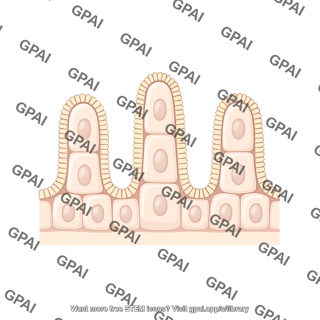 Duodenum epithelium enterocytes only