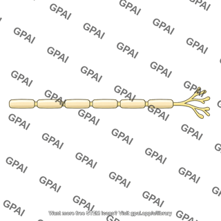 Motor nerve fiber