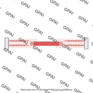 Sarcomere relaxed