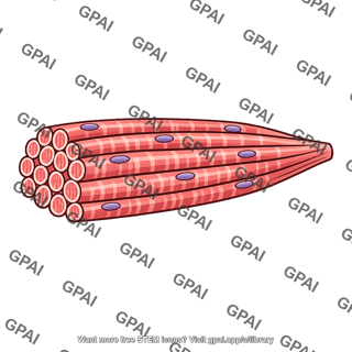 Skeletal muscle fascicle