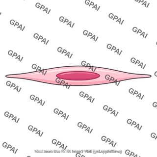 Smooth muscle cell stretched