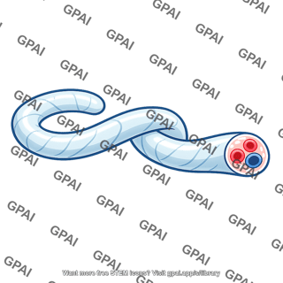 Umbilical cord
