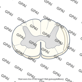 Dorsal spinocerebellar tract