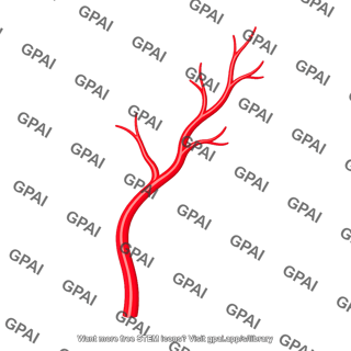 Branching artery
