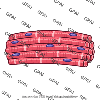 Striated muscle