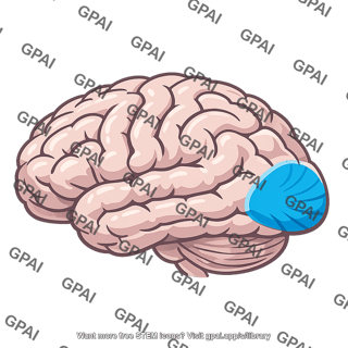 Visual cortex highlighted