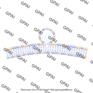 Membrane with vesicle stage 4 center