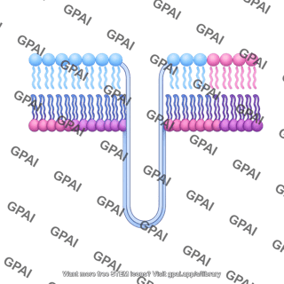 Membrane bilayer t tubule bent