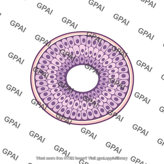Seminiferous tubule germinal epithelium