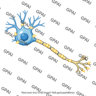 Magnocellular neuron firing