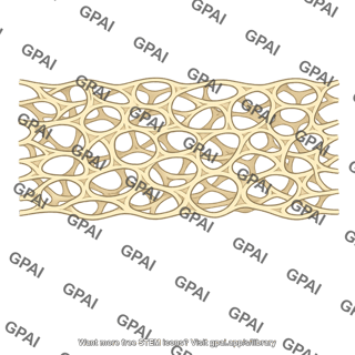 Connective tissue spongy layer